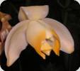 Stanhopea tricornis